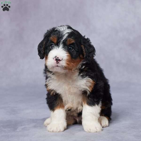 Leo, Mini Bernedoodle Puppy
